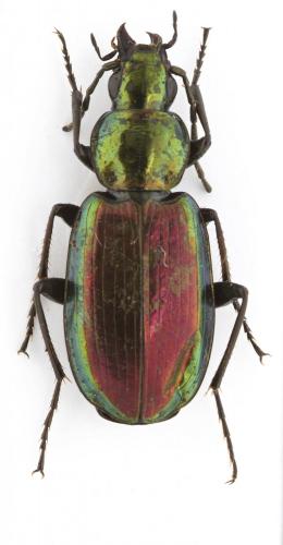 Agonum cupripenne